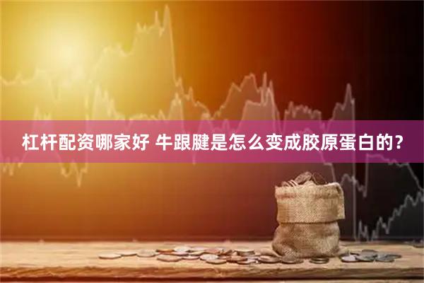 杠杆配资哪家好 牛跟腱是怎么变成胶原蛋白的？